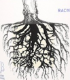 Racine